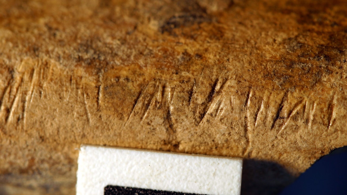 A fossil with a series of diagonal slashes cut into one corner.