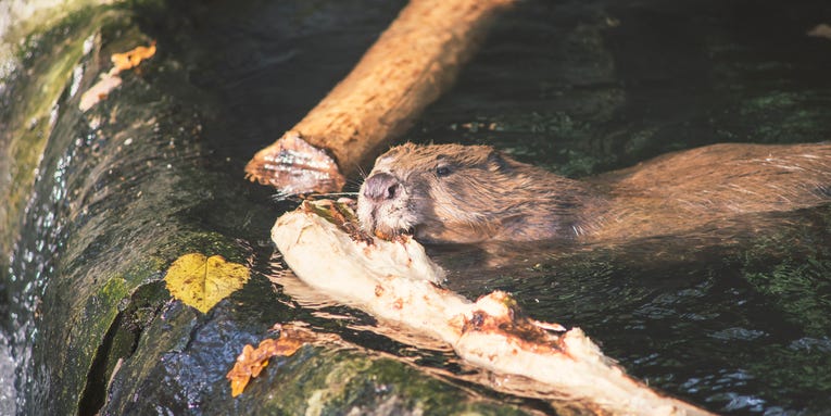 What beavers, nature’s engineers, can teach us about managing water