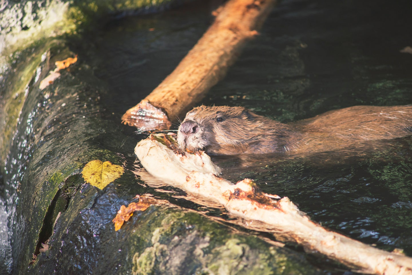 Beaver swimming toward a dam with two pieces of wood