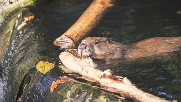 What beavers, nature's engineers, can teach us about managing water