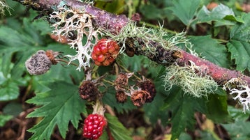 Red and purple berries on a thorny green invasive shrub