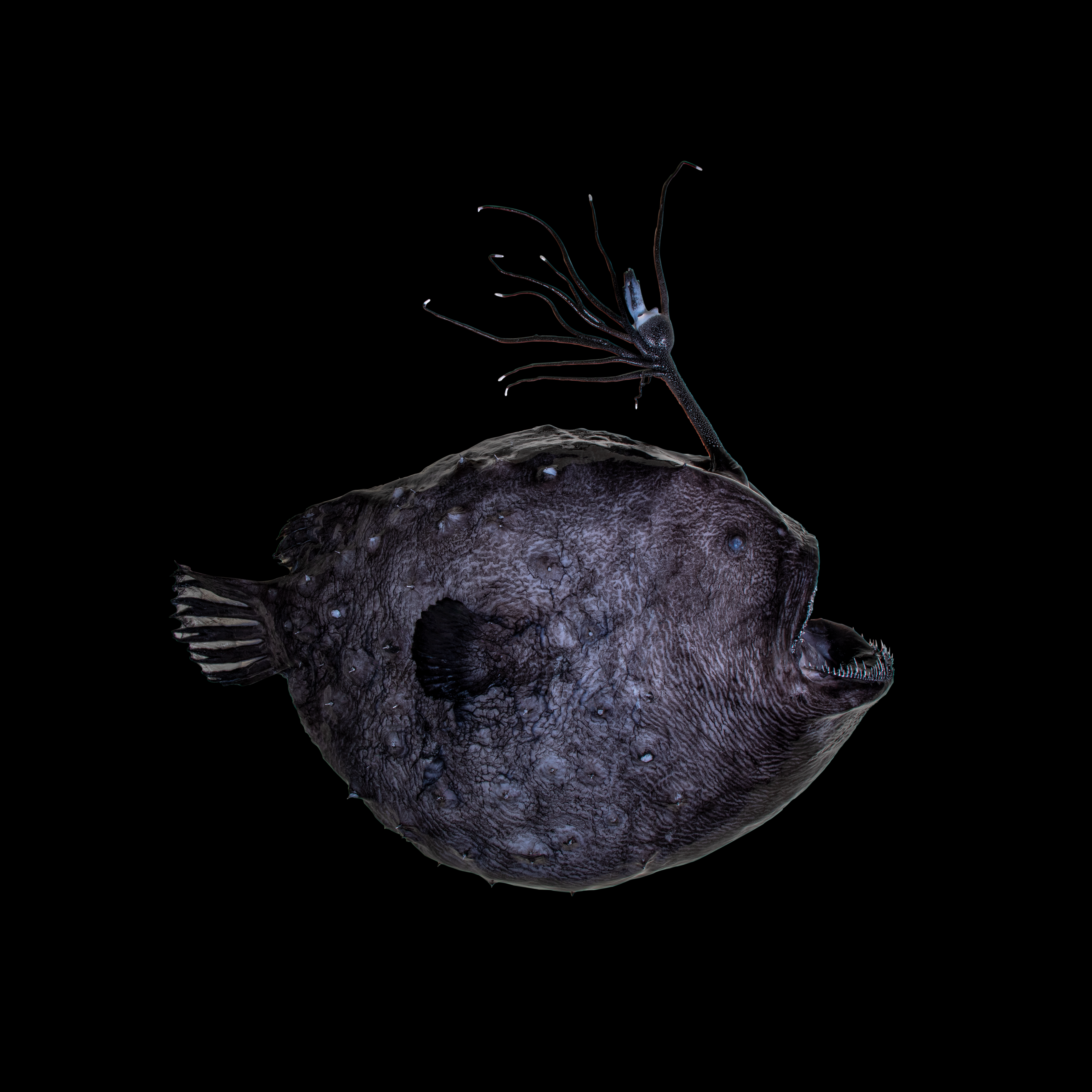 This deep-sea anglerfish dangles a 'disco ball' to draw in prey