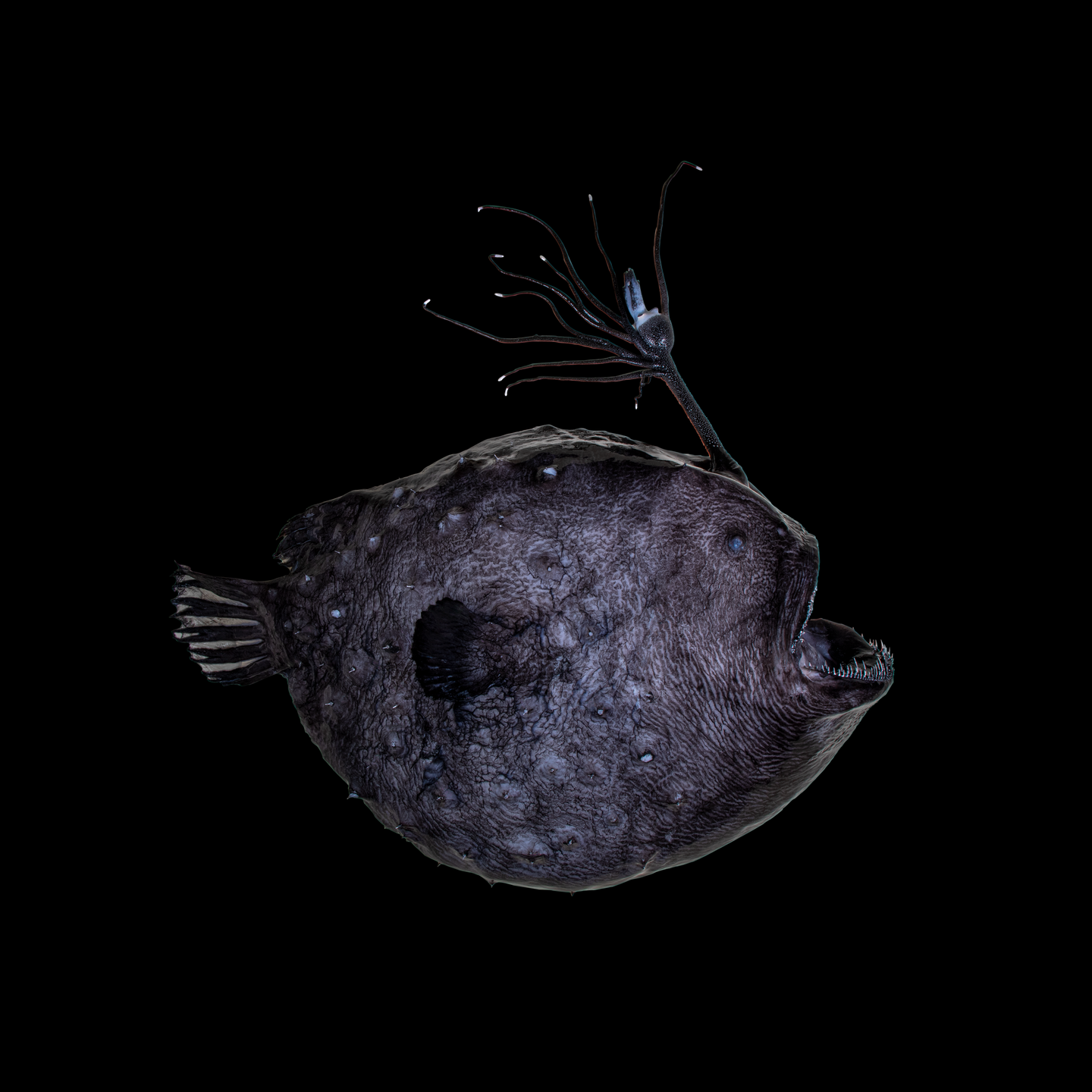 a large, dark globe-shaped fish with a striking rod on the crown of its head. the bulb at the tip of the rod glows a cobalt blue