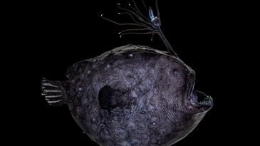 This anglerfish has mastered a trick to light up the depths of the Pacific Ocean