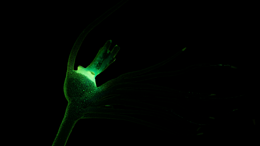 a glowing green bulb attached to a rod