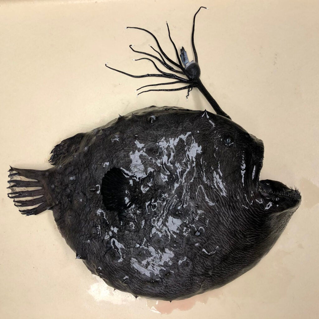 a black globe shaped fish with a lure on its head with many tentacle like appendages