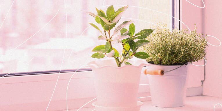 How to help houseplants survive winter