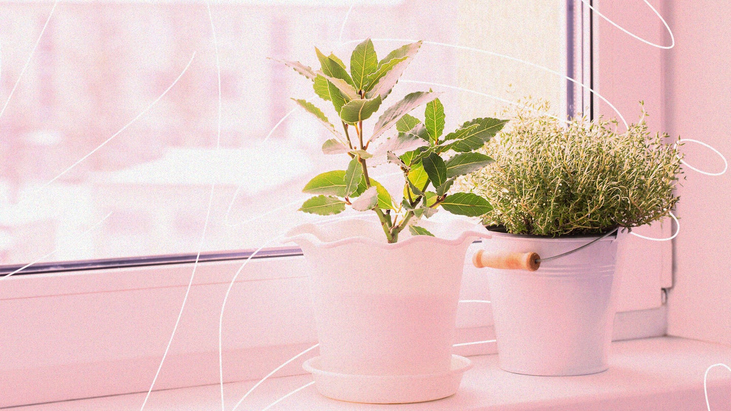 Winter-Plant-Care