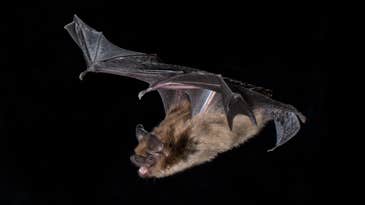 The secret to these bats’ hunting prowess is deep within their ears