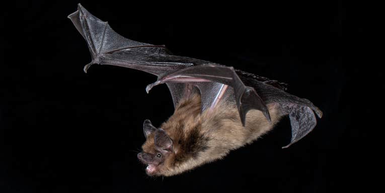 The secret to these bats’ hunting prowess is deep within their ears