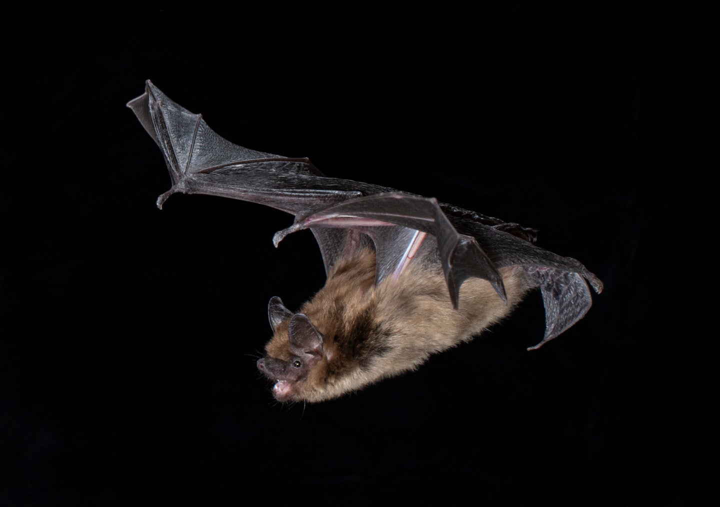 a brown bat in flight