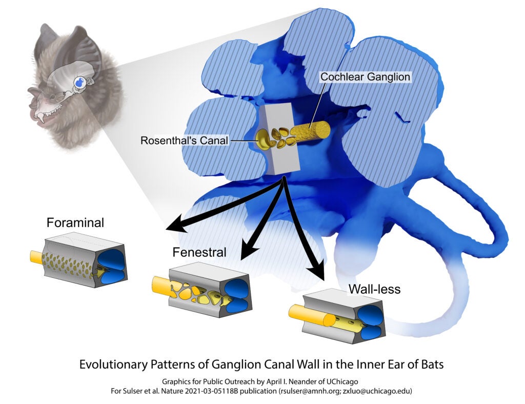 a diagram of a bat zoomed in on their inner ear. an illustrated graphic reveals the structure of the inner ear, including the cochlear ganglion and rosenthal's canal