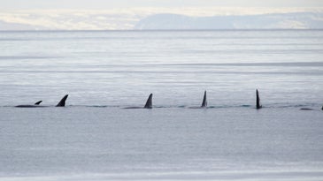 Orca whale pod in a line in the ocean while hunting