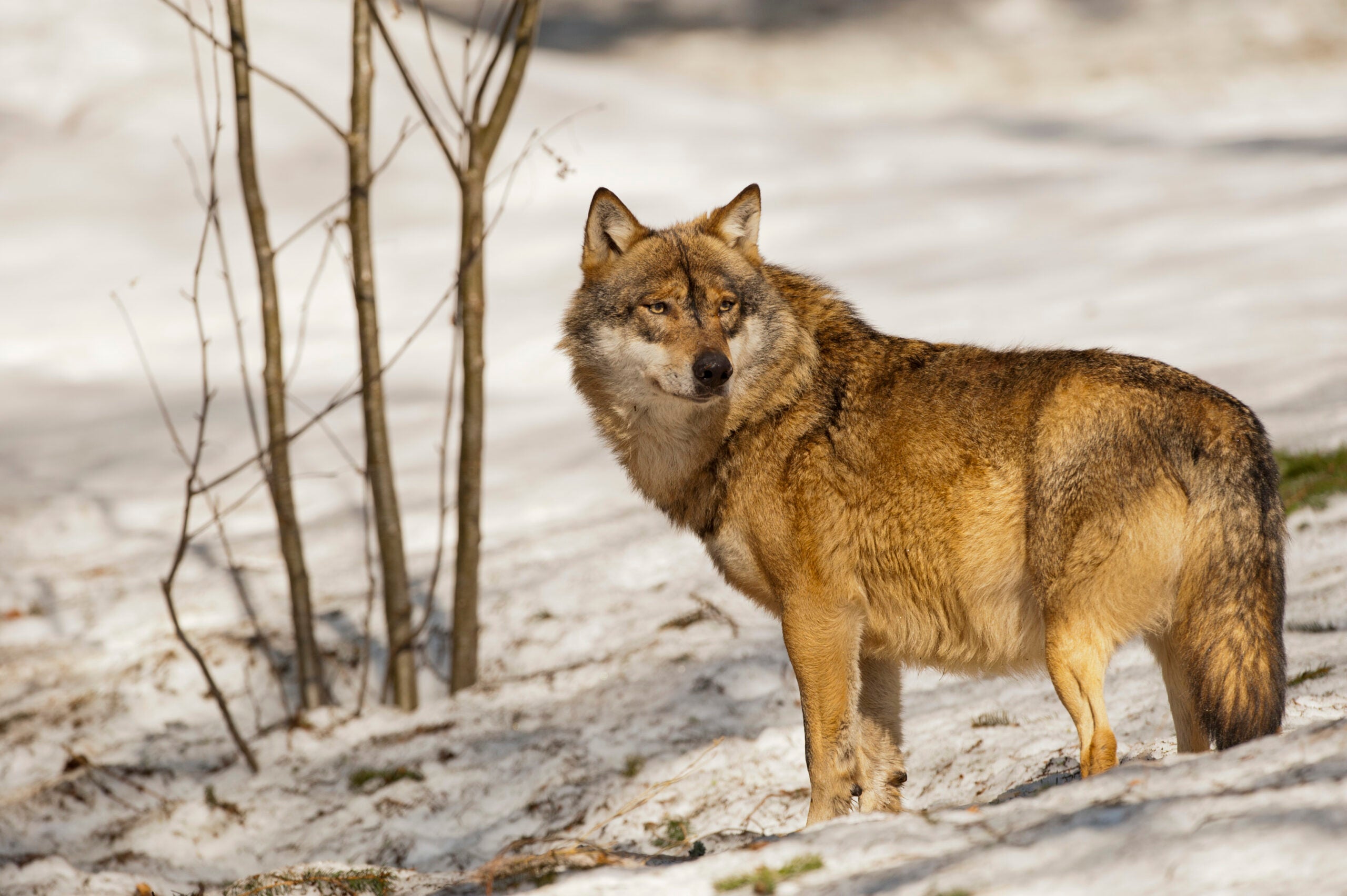 Snowy weather could determine life or death for Wisconsin’s poached gray wolves thumbnail