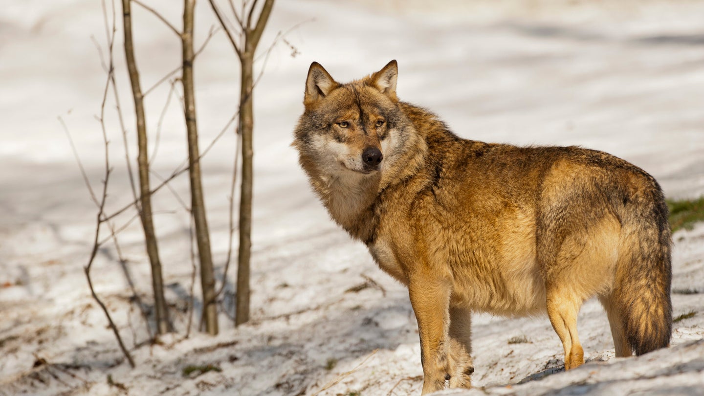 Snowy weather could determine life or death for Wisconsin’s poached gray wolves