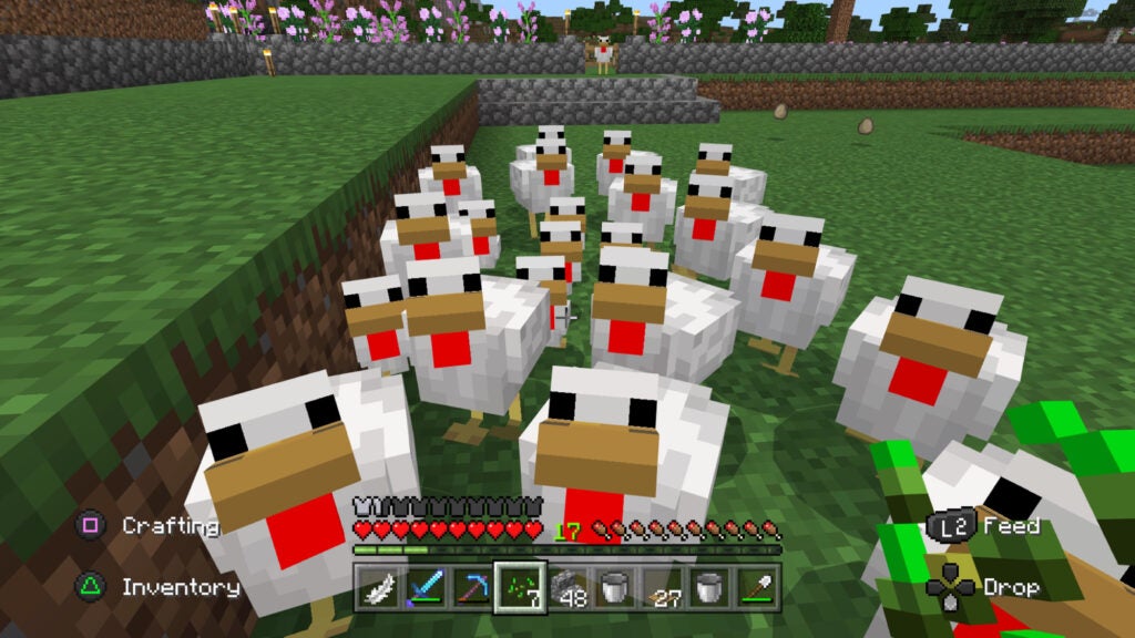 A group of Minecraft chickens gathered around a player who is holding seeds.