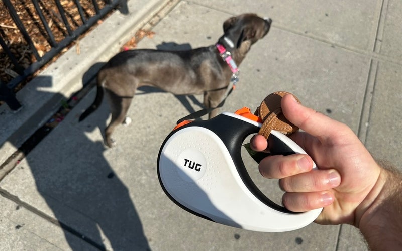 Tug retractable dog leash with dog attached