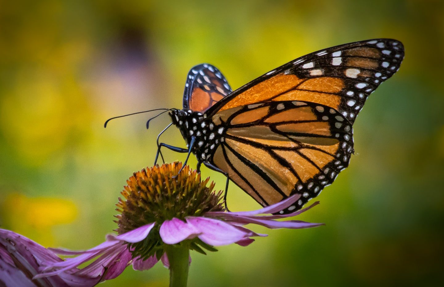 Monarch butterfly feeding on nectar of a purple coneflower in a native meadow