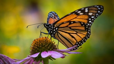 Monarch butterfly feeding on nectar of a purple coneflower in a native meadow