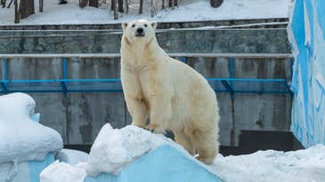 Secrets from zoo polar bears could help conservation efforts in the wild