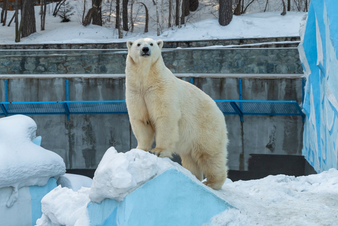 A white polar bear standing on snow in a zoo with blue bars in the background.