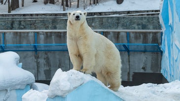 A white polar bear standing on snow in a zoo with blue bars in the background.