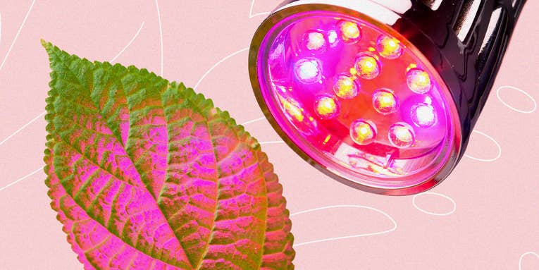 Yes, you can overuse grow lights on indoor plants