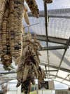 Dried ears of red and yellow corn hanging from the Dream of Wild Health greenhouse in Minnesota