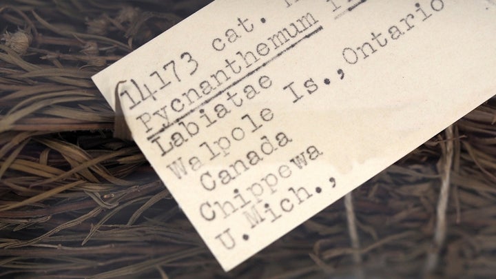 Museum collections tag for Indigenous seeds from the University of Michigan