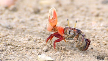 These crustaceans take cheap shots at rivals by growing enormous claws