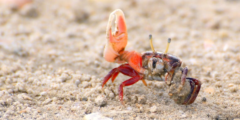 These crustaceans take cheap shots at rivals by growing enormous claws