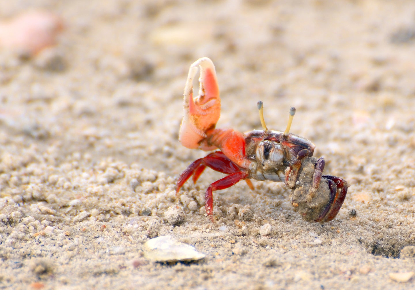 a small crab raises its large claw in the air