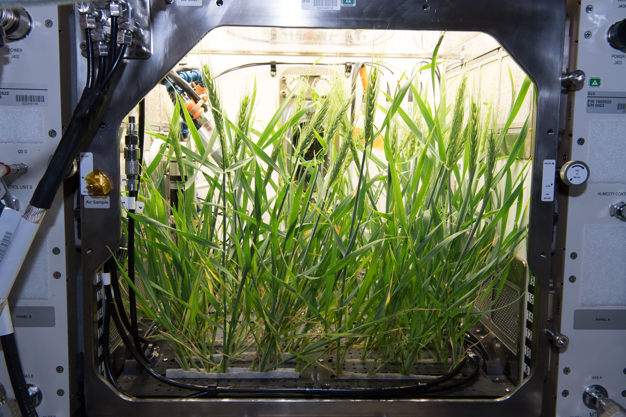 Crops grown in NASA's Advanced Plant Habitat.