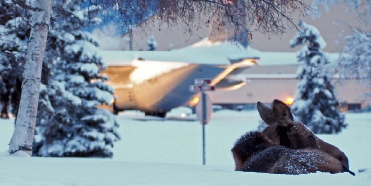 The Air Force dreads engaging wayward moose