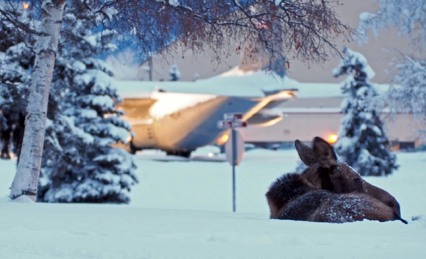 Moose laying down in snow in front of an Air Force base in Alaska
