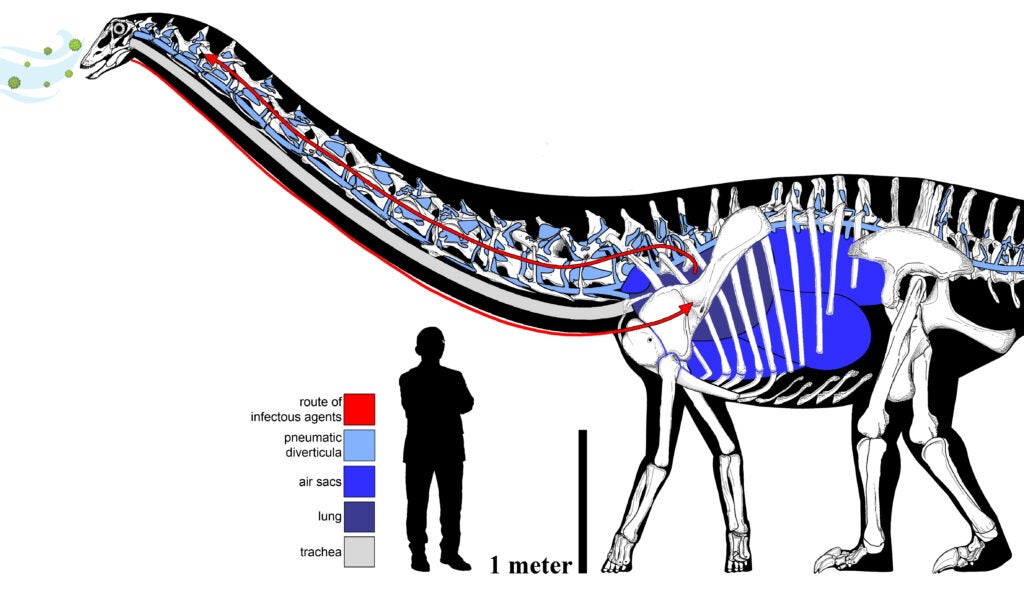 a sauropod diagram showing its skeleton and highlighting the respiratory system and muscles. a human stands beneath it to show size comparison
