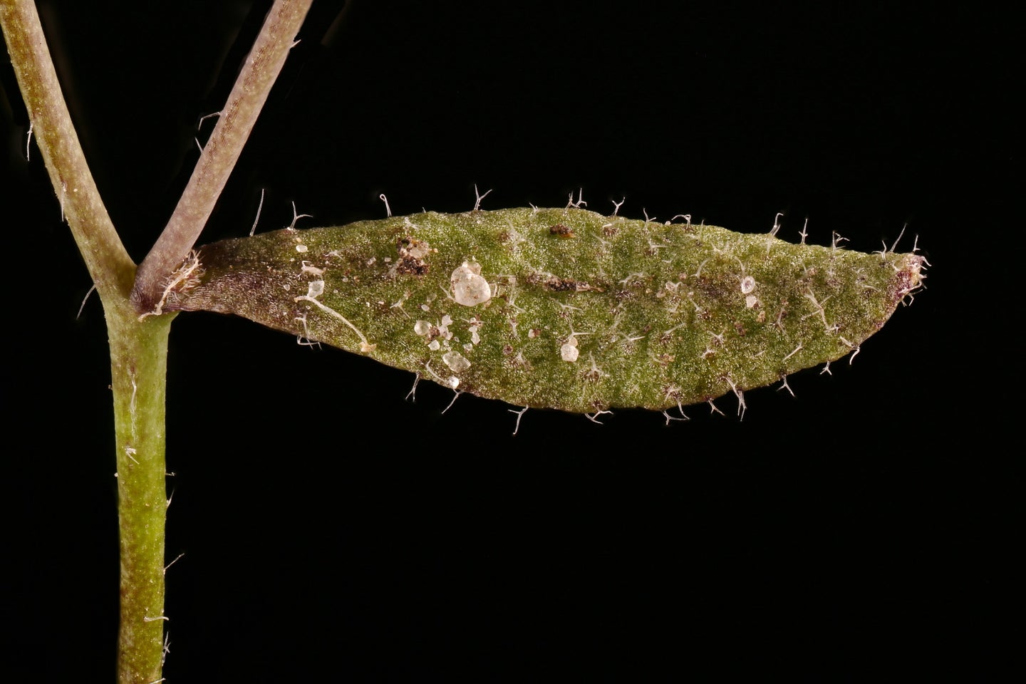 Thale cress plant leaf shown with defenses and regeneration against a black background