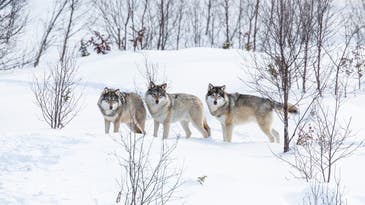 Gray wolves are headed back to the endangered species list