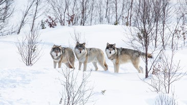 Three gray wolves in the snow. The species is at the center of a US lawsuit over the endangered species list.