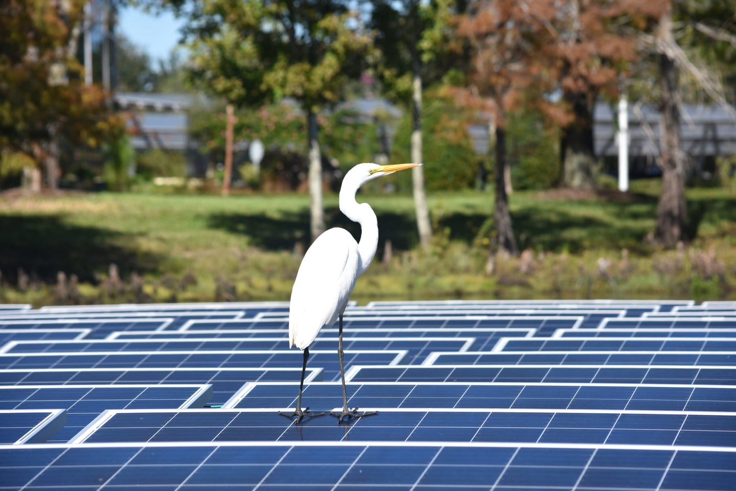 Heron resting on floating solar panel.