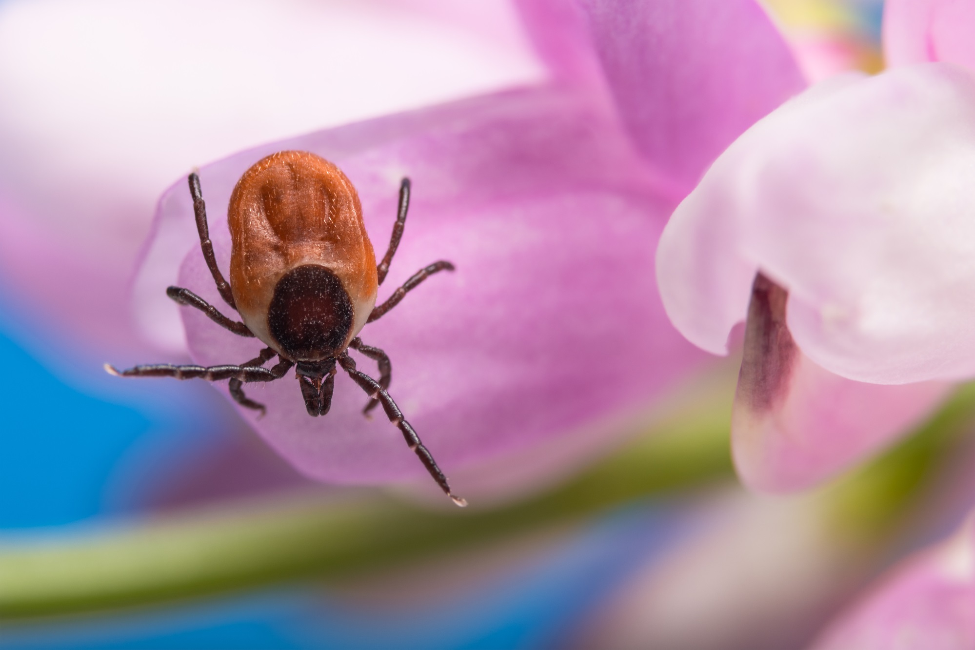 Biologists successfully hatched gene-edited ticks for the first time
