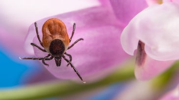 Female adult deer tick or black-legged tick positions on a pink flower petal
