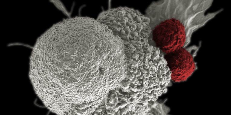 A ‘living’ cancer drug helped two patients stay disease-free for a decade