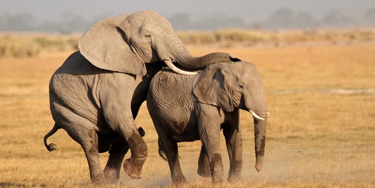 A DNA tool designed to solve murders is exposing elephant poachers