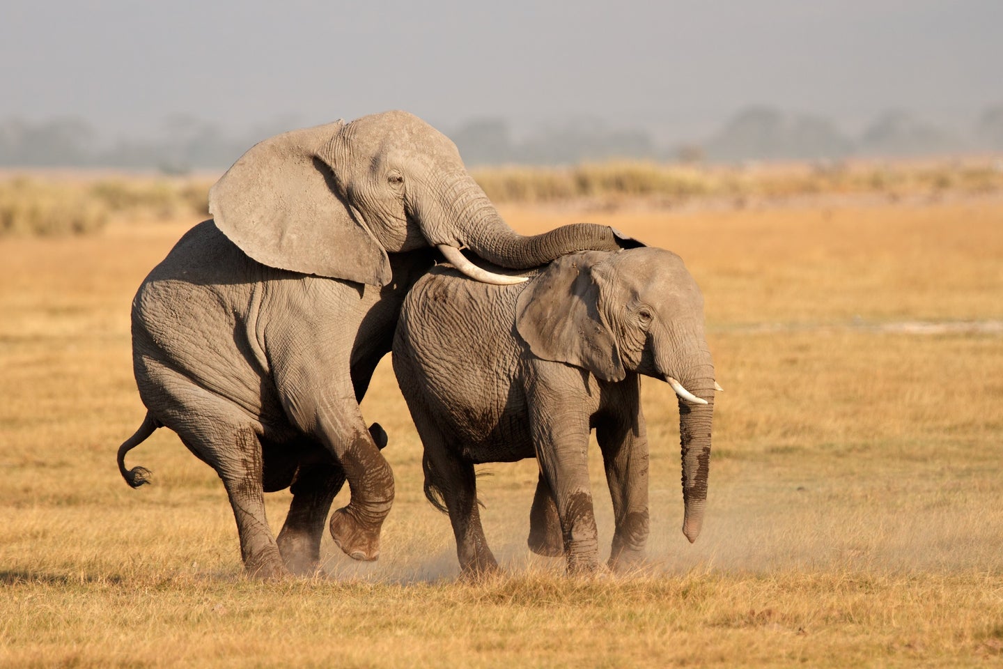 Two adult African elephants running along the dusky savannah with tusks held up prominently