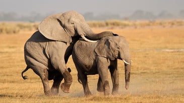 Two adult African elephants running along the dusky savannah with tusks held up prominently
