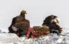 a golden eagle and two bald eagles feast on a dead animal carcass in the snow