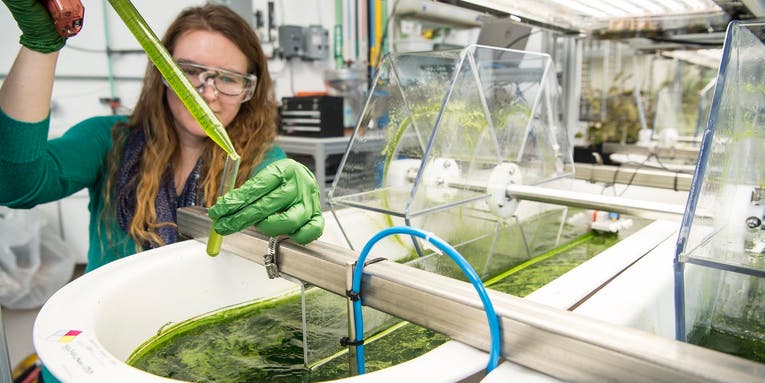 The cost of algae-based biofuel is still too high