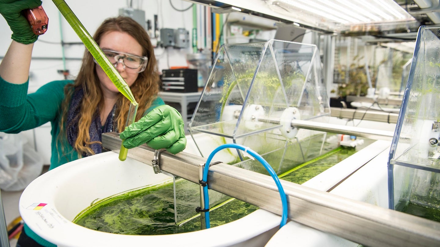 Department of Energy employee with long brown hair, green sweater, and lab goggles holding a pipette over a white basin full of algae