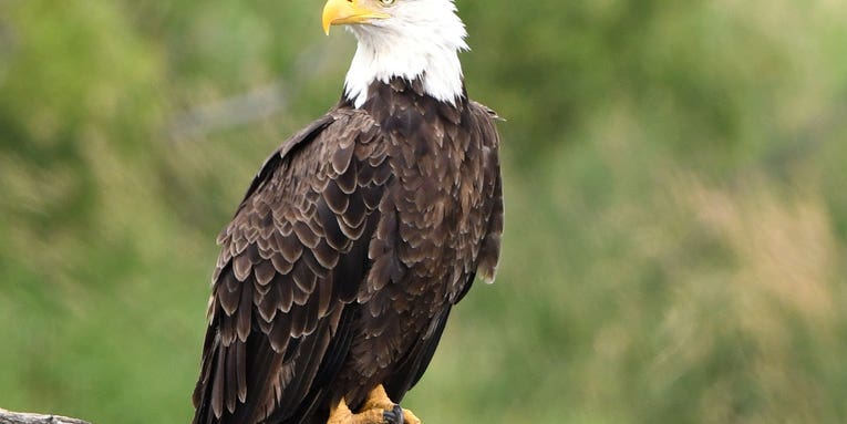 Eagles face another major threat in the US: lead poisoning